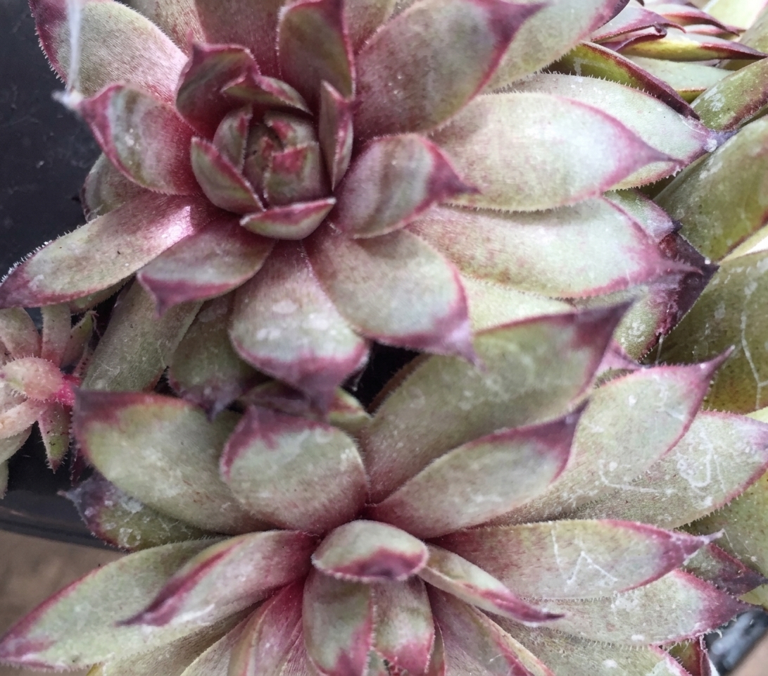 Sempervivum 'Atropurpureum' 